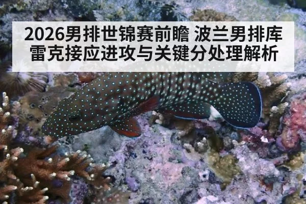2026男排世锦赛前瞻 波兰男排库雷克接应进攻与关键分处理解析